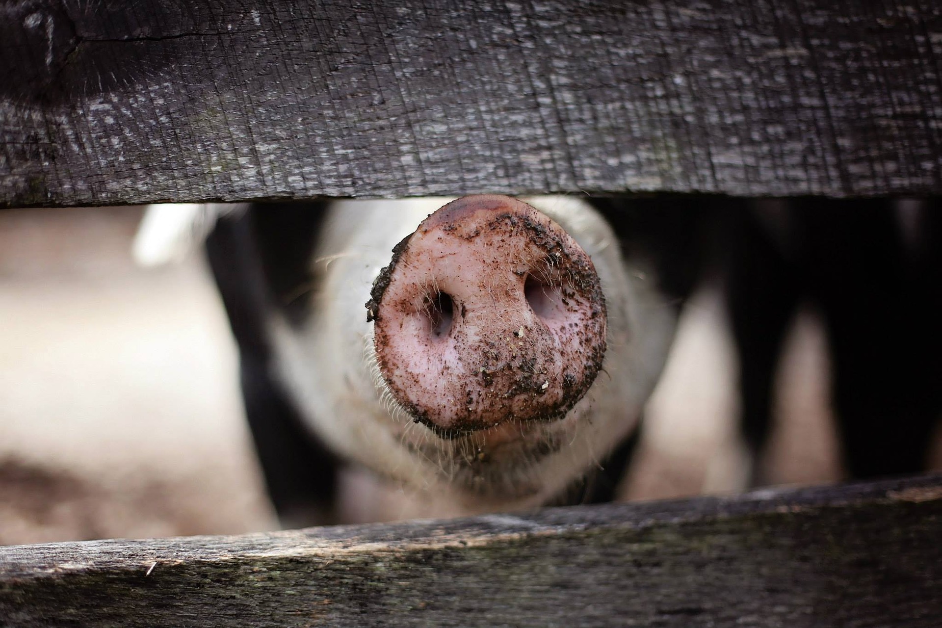 Driekwart Nederlands varkensvlees wordt geëxporteerd